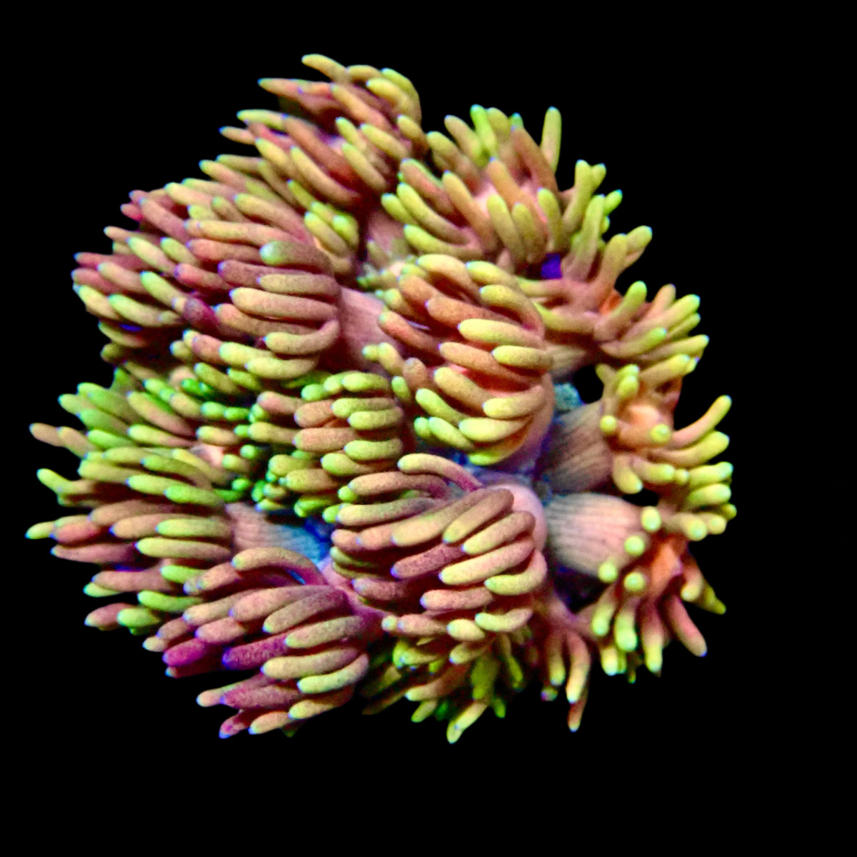 Goniopora Jewel Rainbow Frag