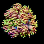Goniopora baby's breath Jewel Rainbow Frag