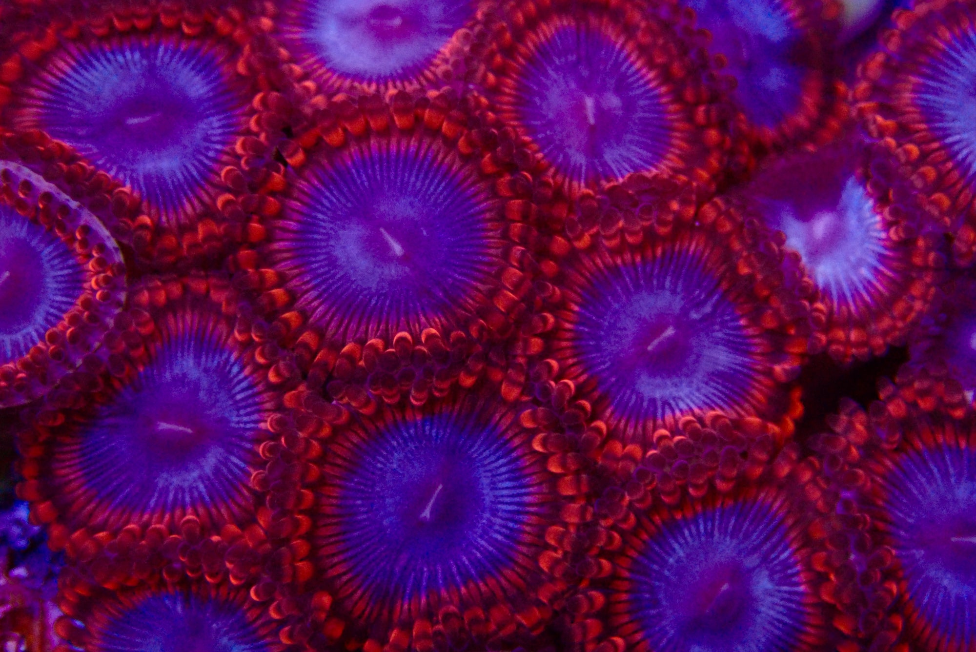 Spiderman Zoanthid frag