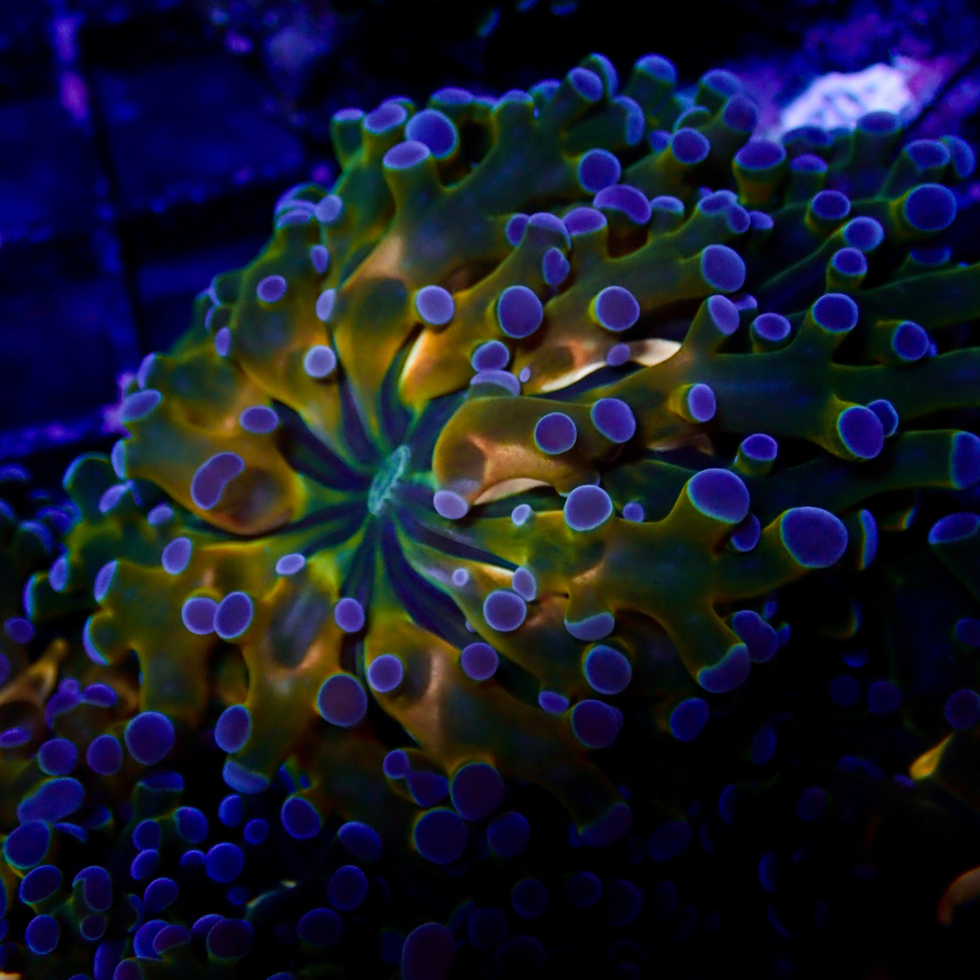 Octospawn Banana vendu par tete