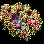 Goniopora baby's breath Jewel Rainbow Frag