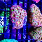 Favia Ultra vulcania colony petite