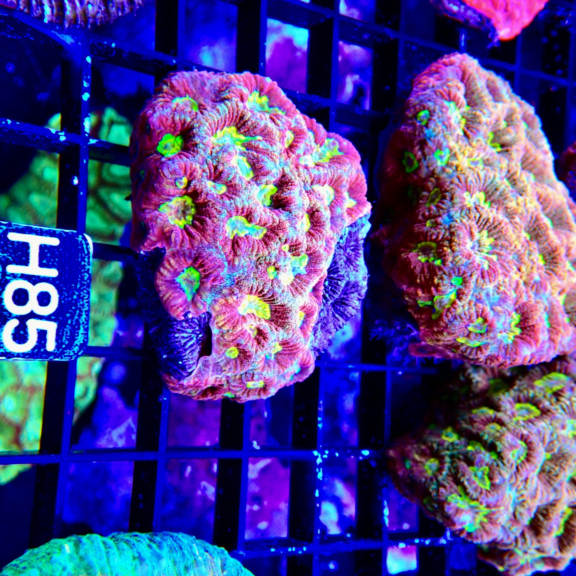 Favia Ultra vulcania colony petite