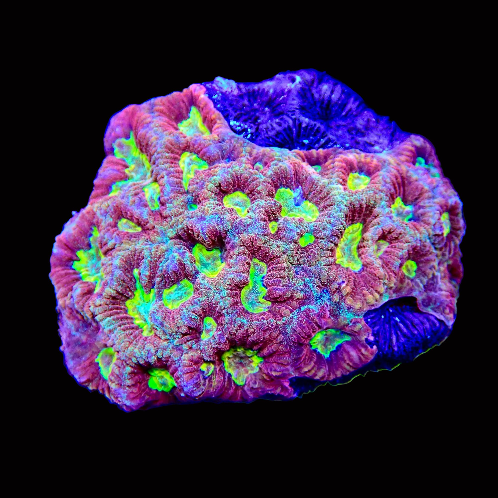 Favia Ultra vulcania colony petite