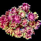Goniopora baby's breath Jewel Rainbow Frag