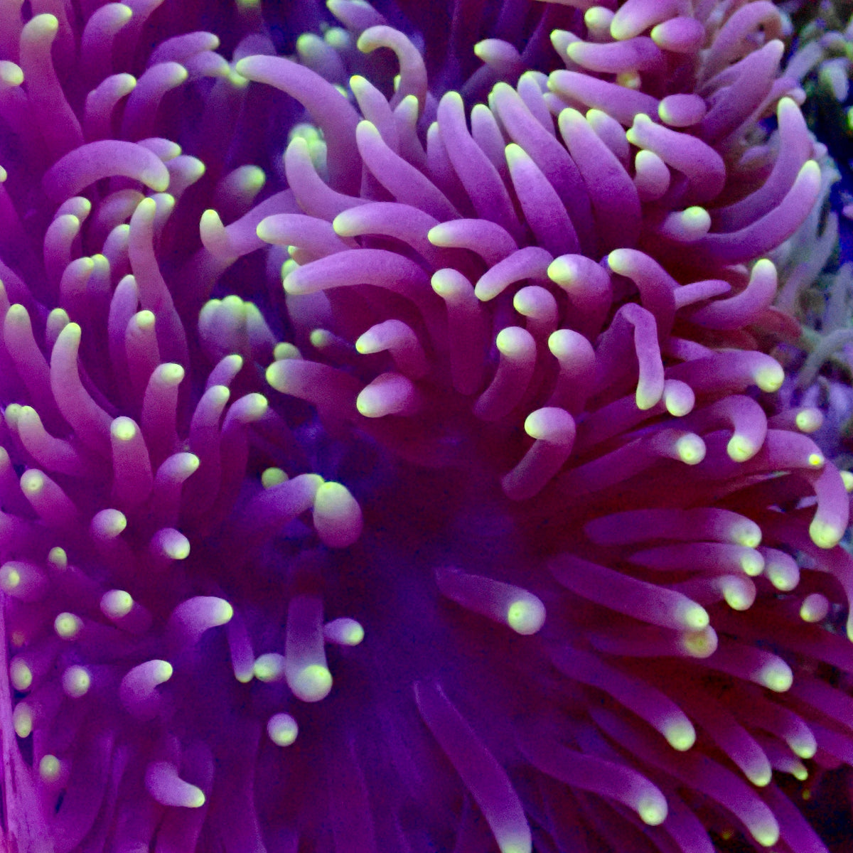 Neon Tip Anemone