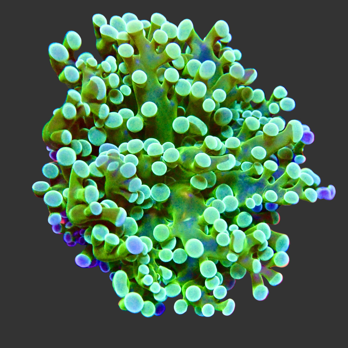 Spawn Branching Green Banana