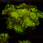 Goniopora Ultra frag