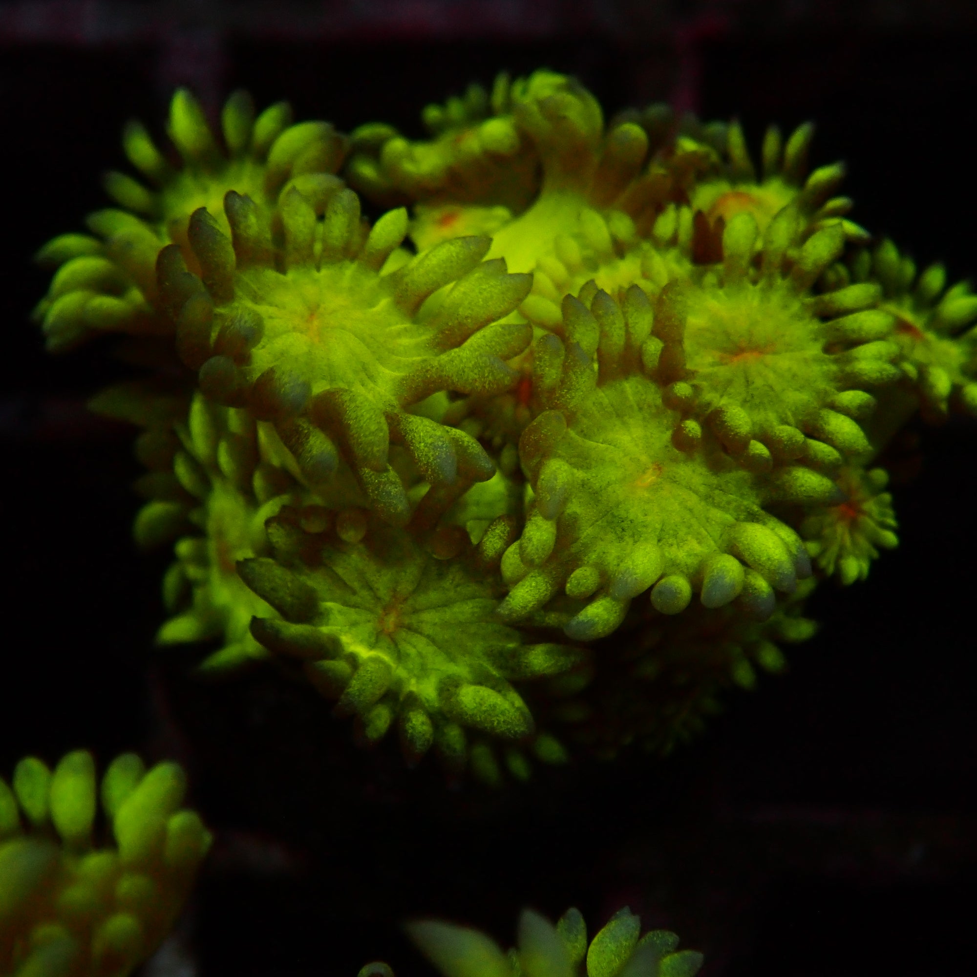 Goniopora Ultra frag