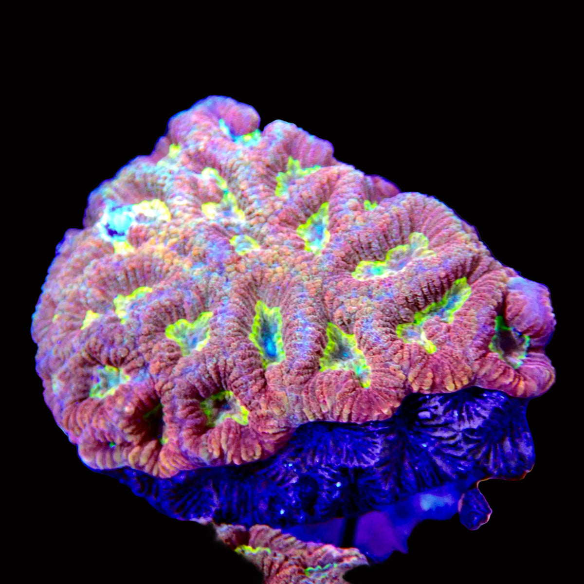 Favia Ultra vulcania colony petite