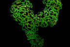 Wall Hammer Colony