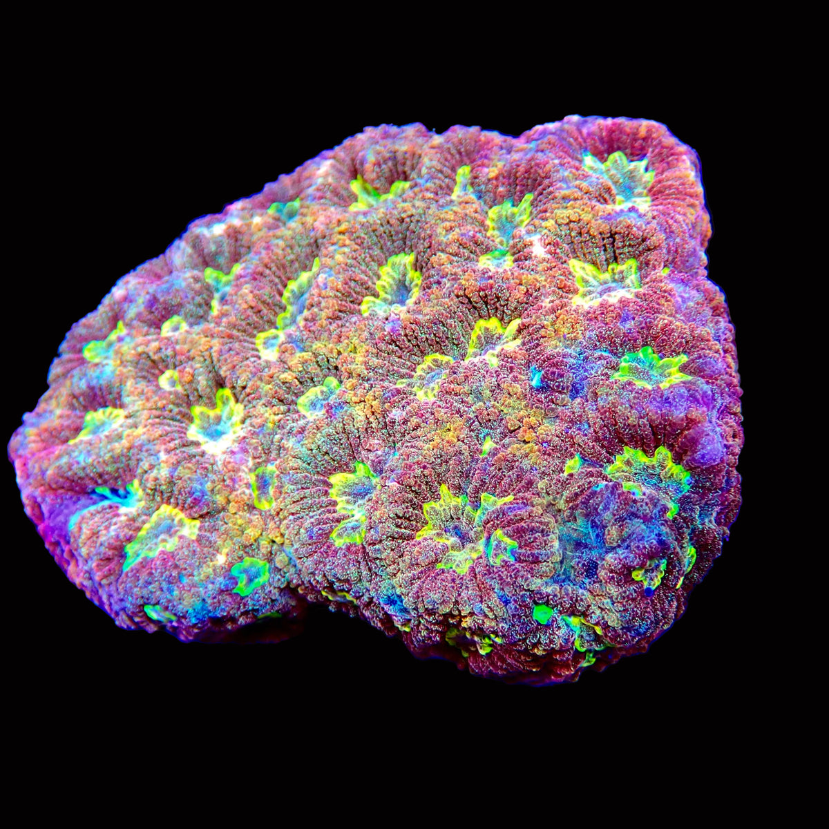 Favia Ultra vulcania colony petite