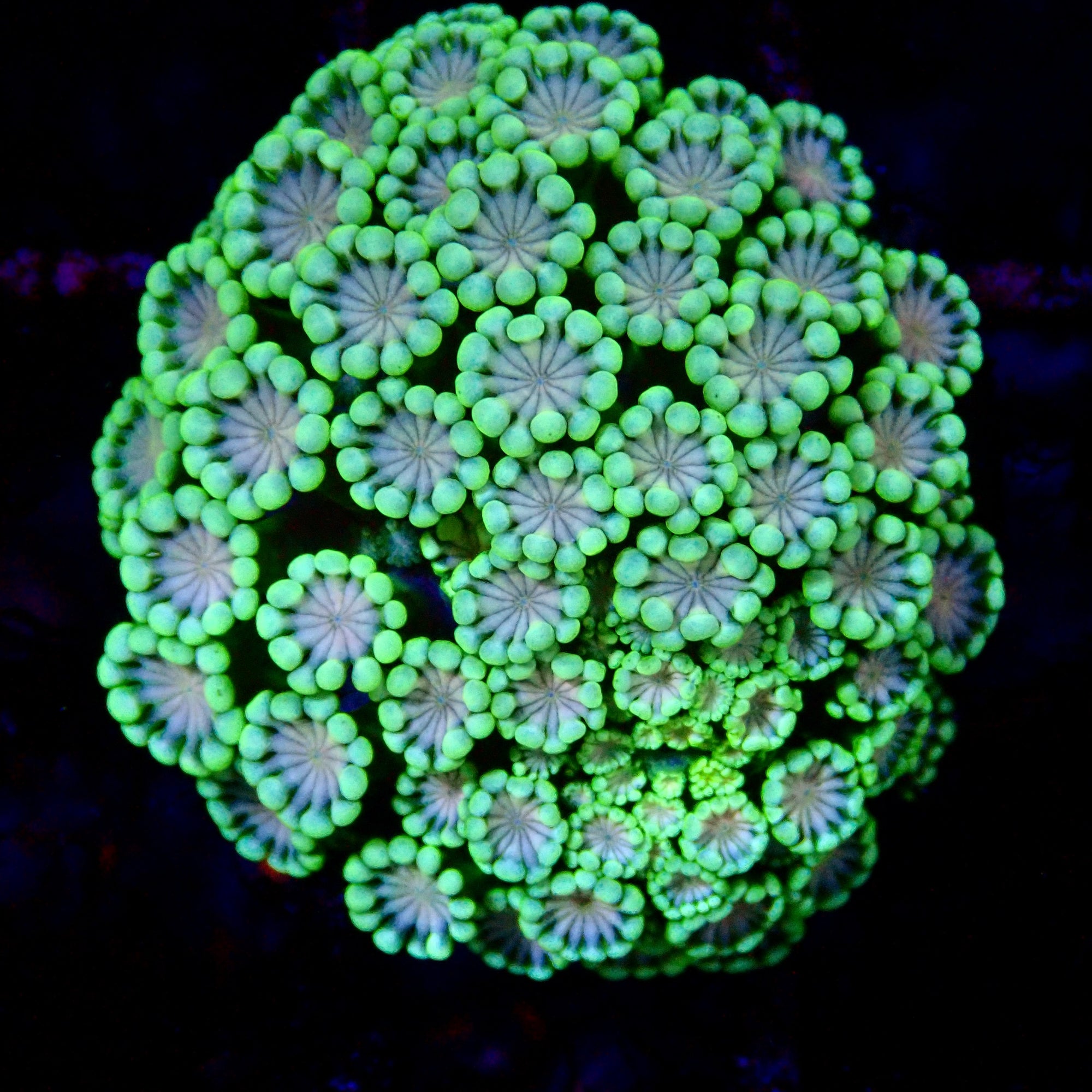 Alveopora Ultra frag