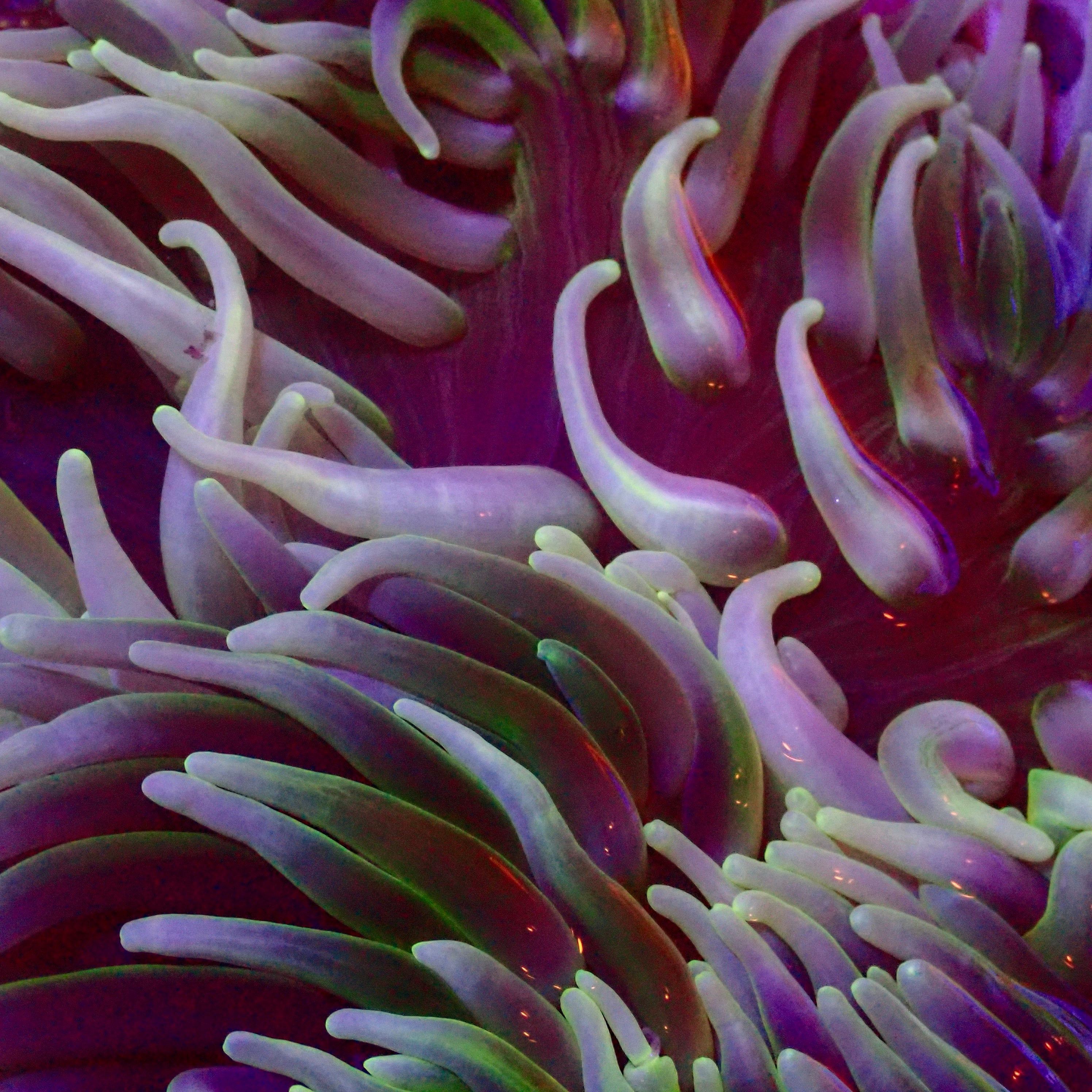 Long Tentacle Anemone – Reef Aquarium Canada – Aquarium