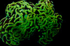 Wall Hammer Colony