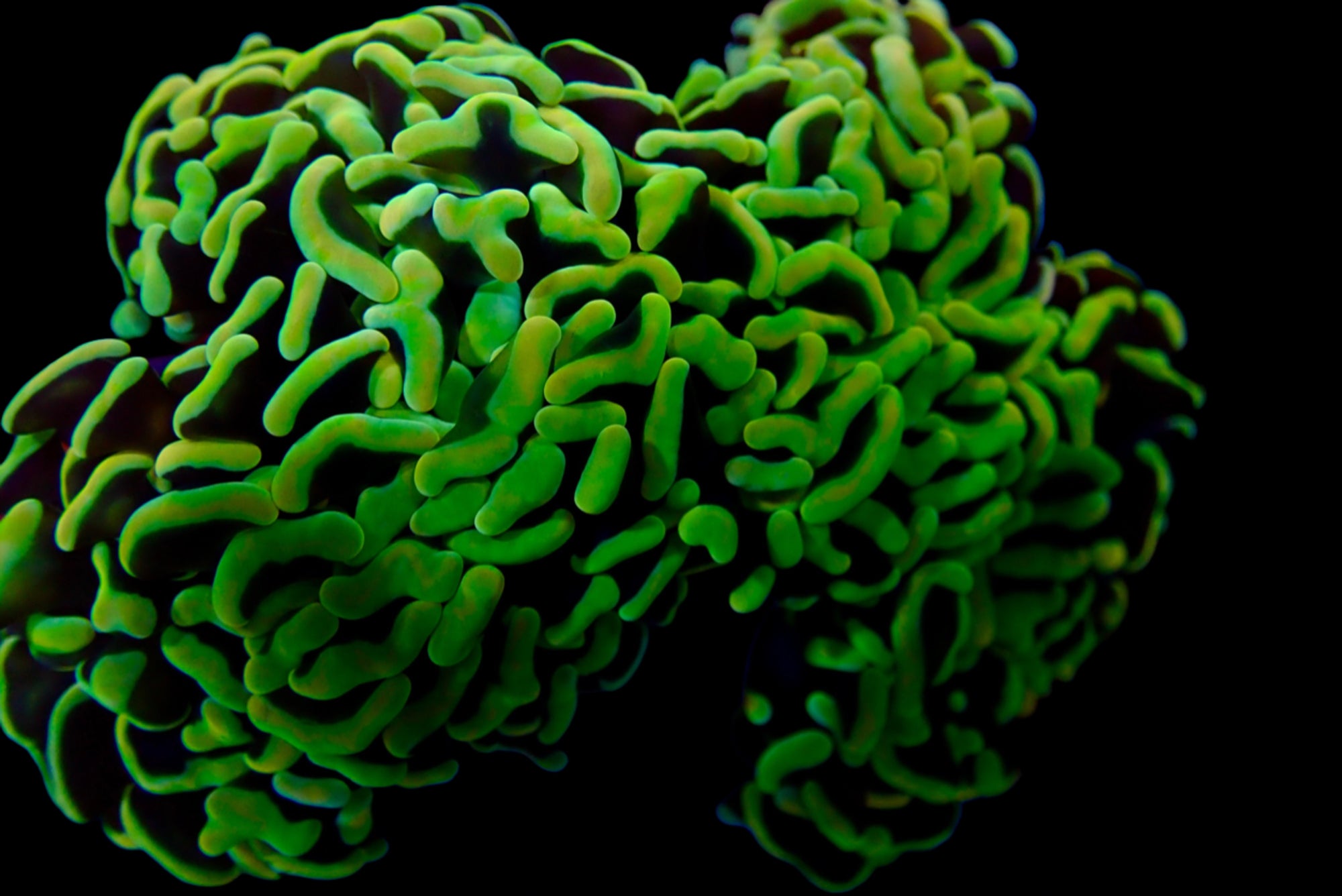 Wall Hammer Colony