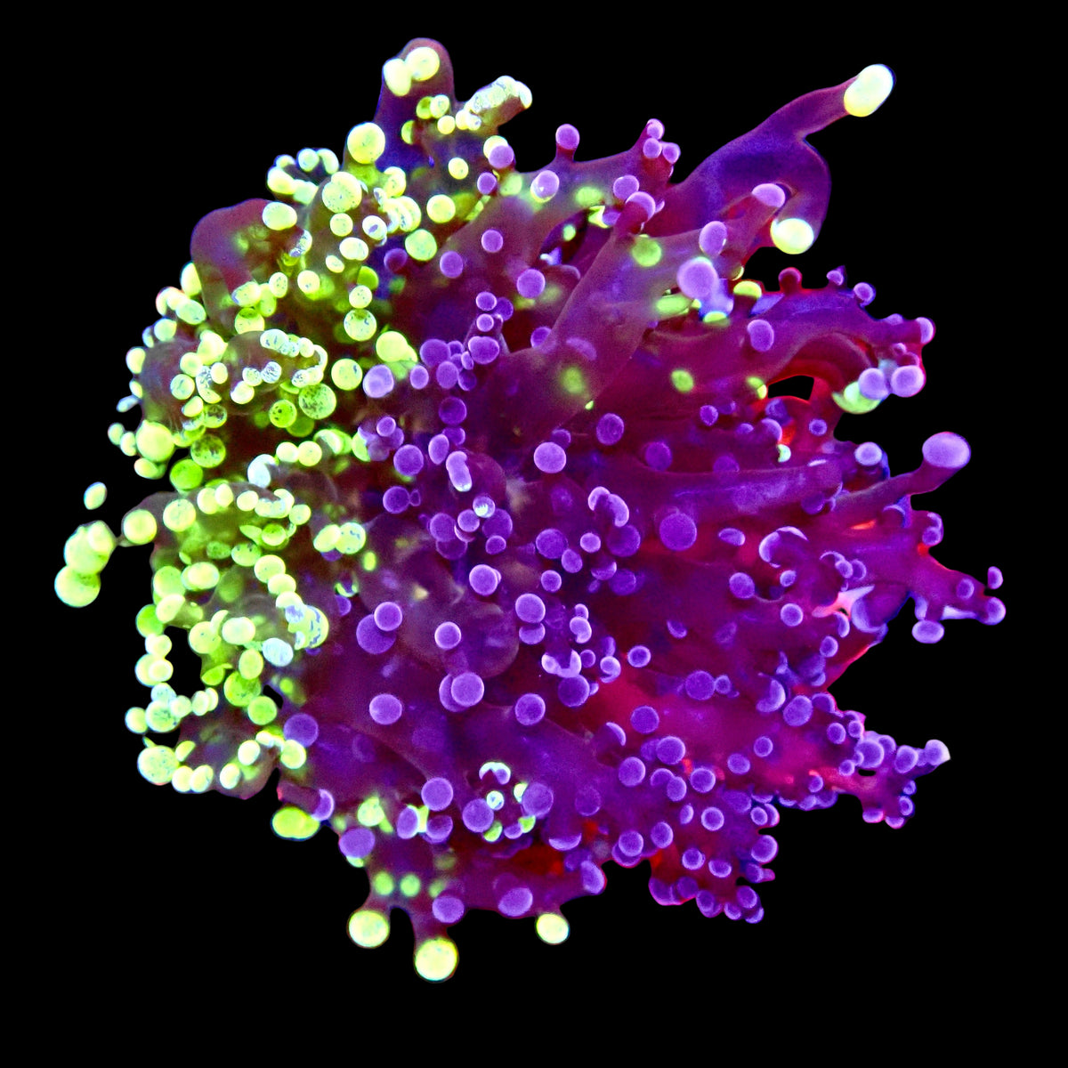 Bicolour Octo Spawn