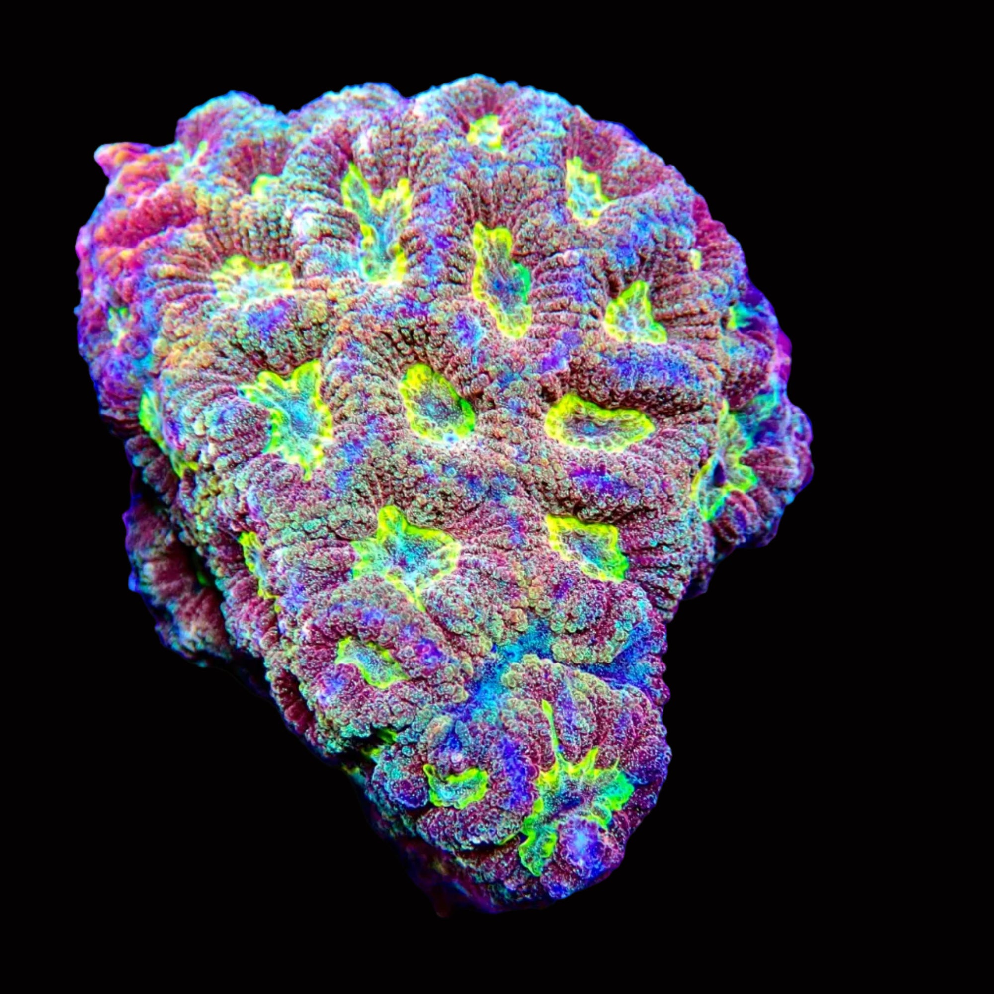 Favia Ultra vulcania colony petite