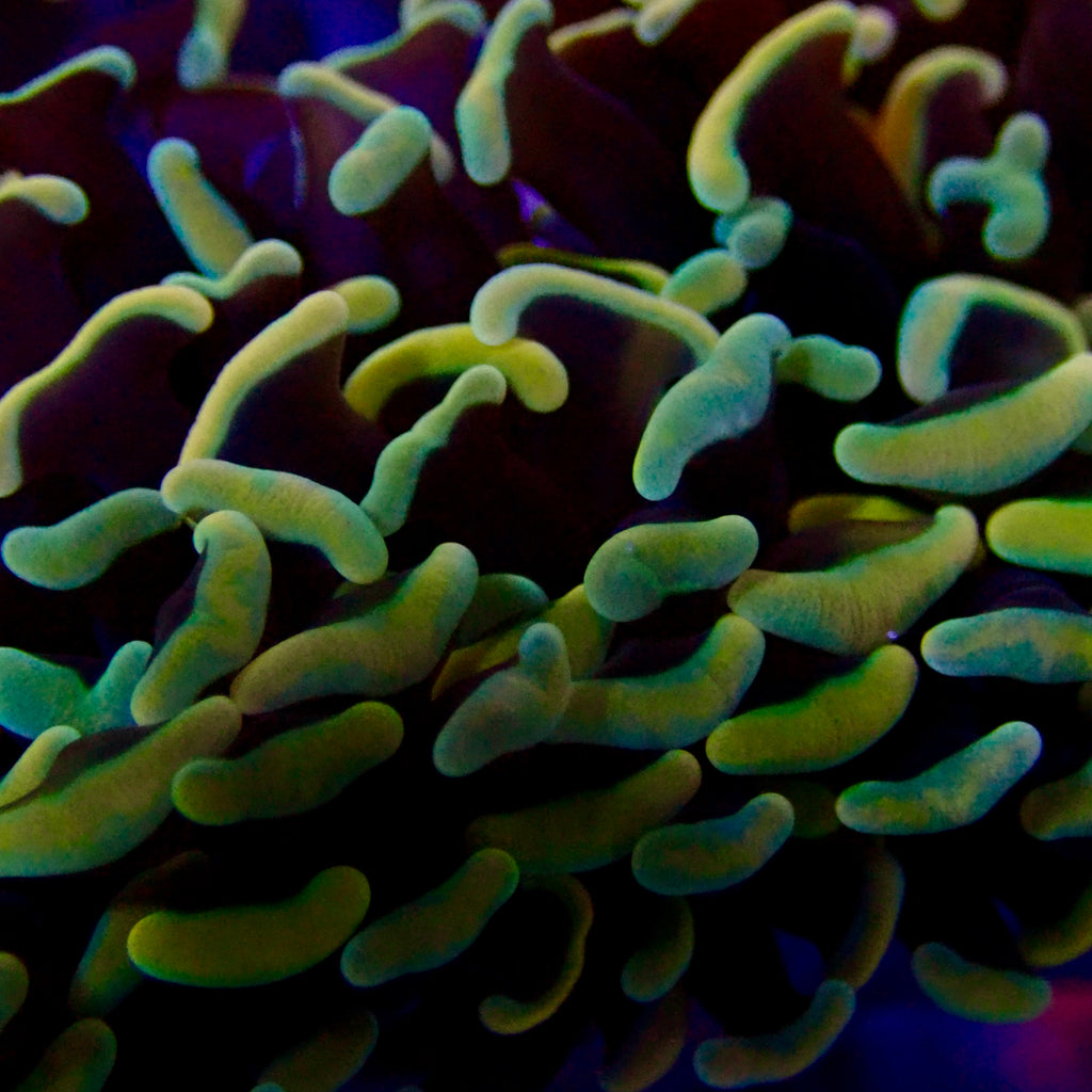 Wall Hammer Colony
