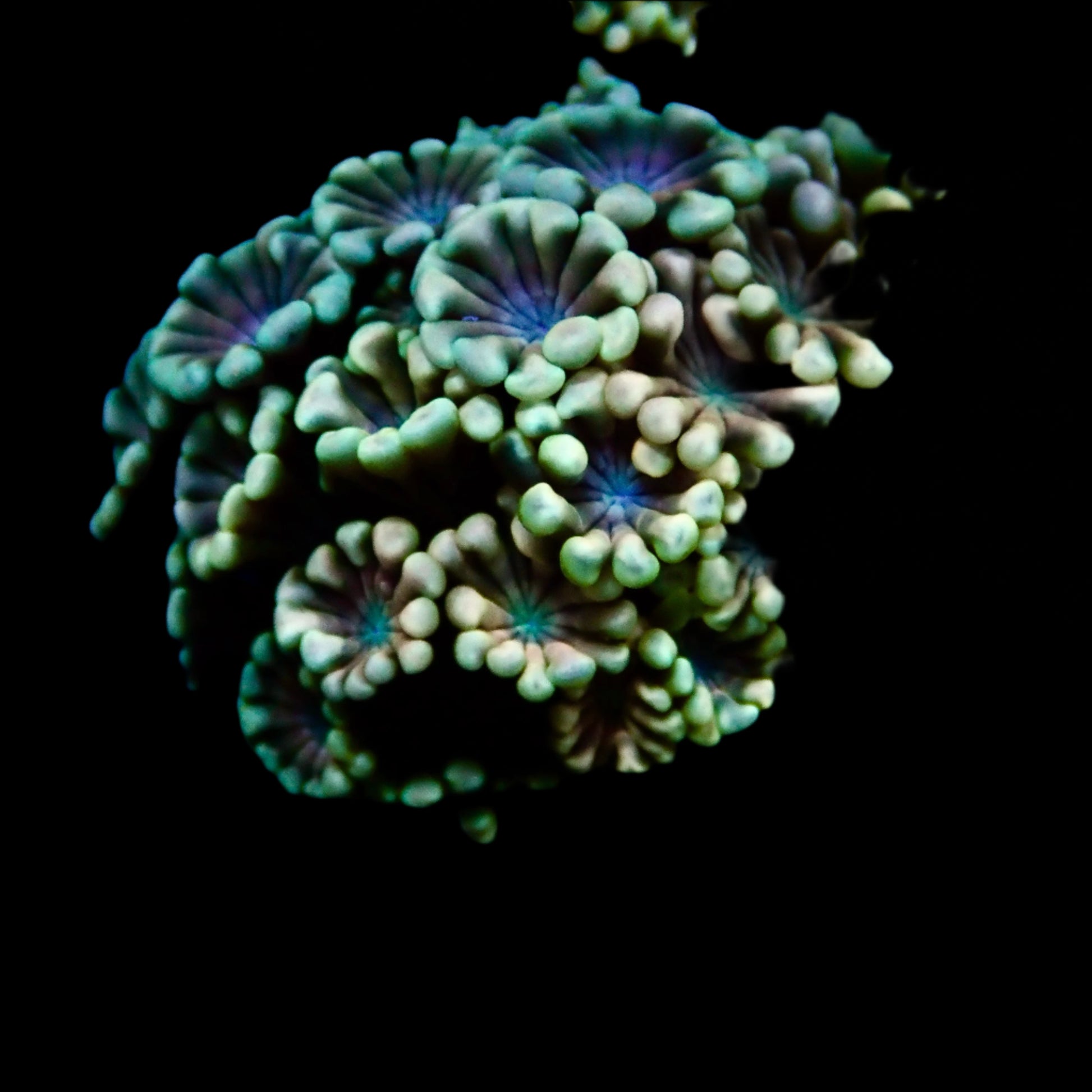 Alveopora Rainbow frag