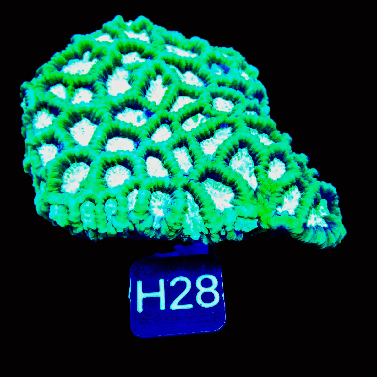 Mellow Favia Colony
