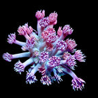 Goniopora Jewel Rainbow tip Frag