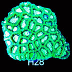 Mellow Favia Colony