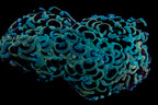 Wall Hammer Colony