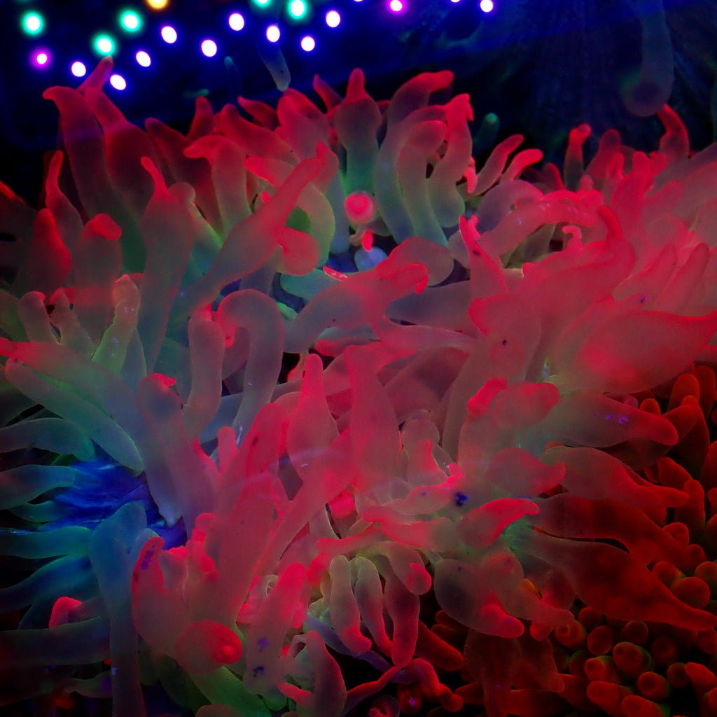 Ultra Pink Glow Bubble Tip Anemone