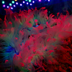 Ultra Pink Glow Bubble Tip Anemone