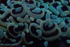 Wall Hammer Colony