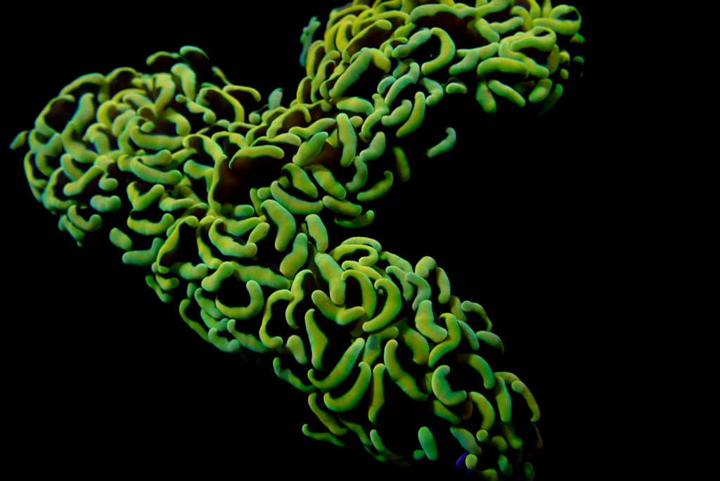 Wall Hammer Colony