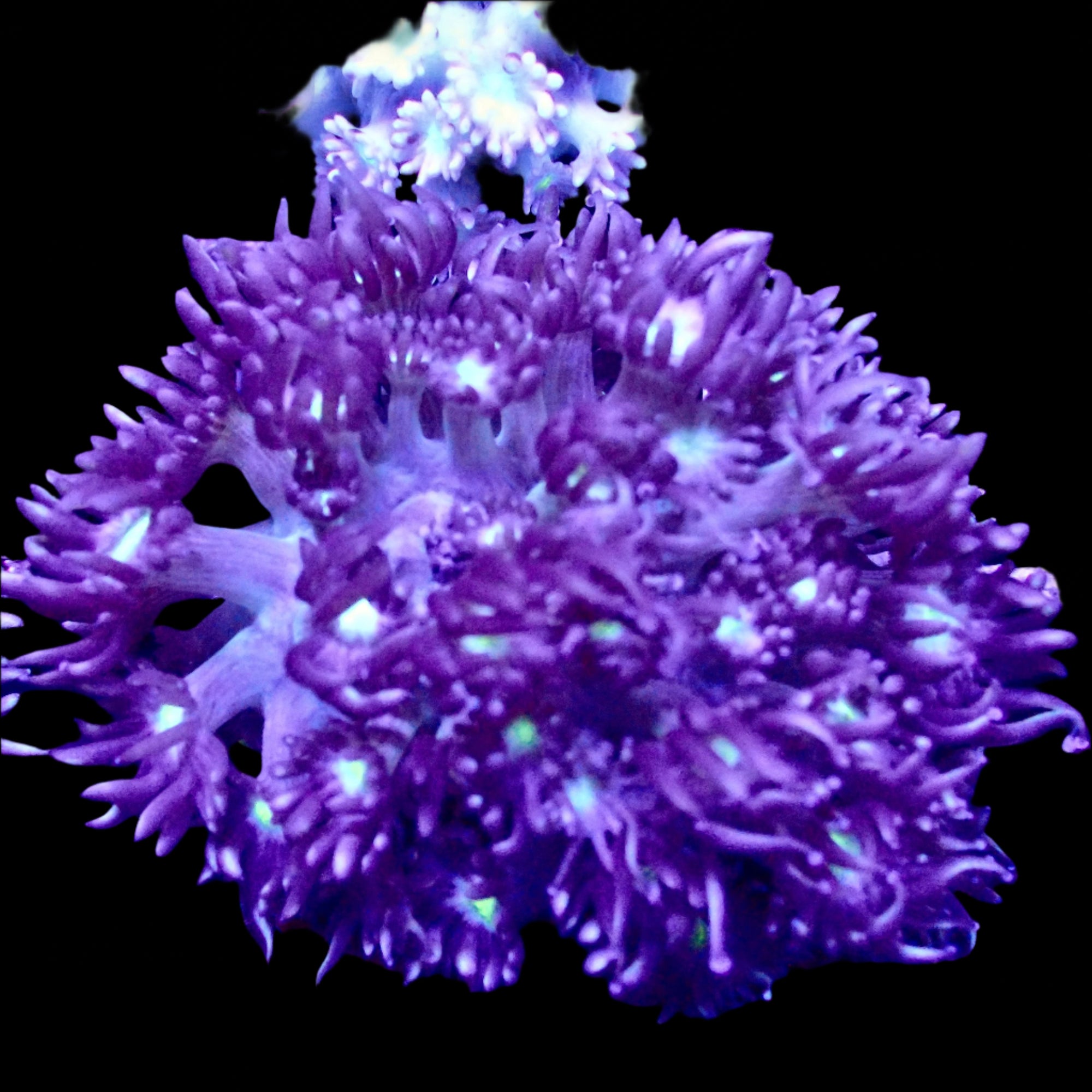 Goniopora frag