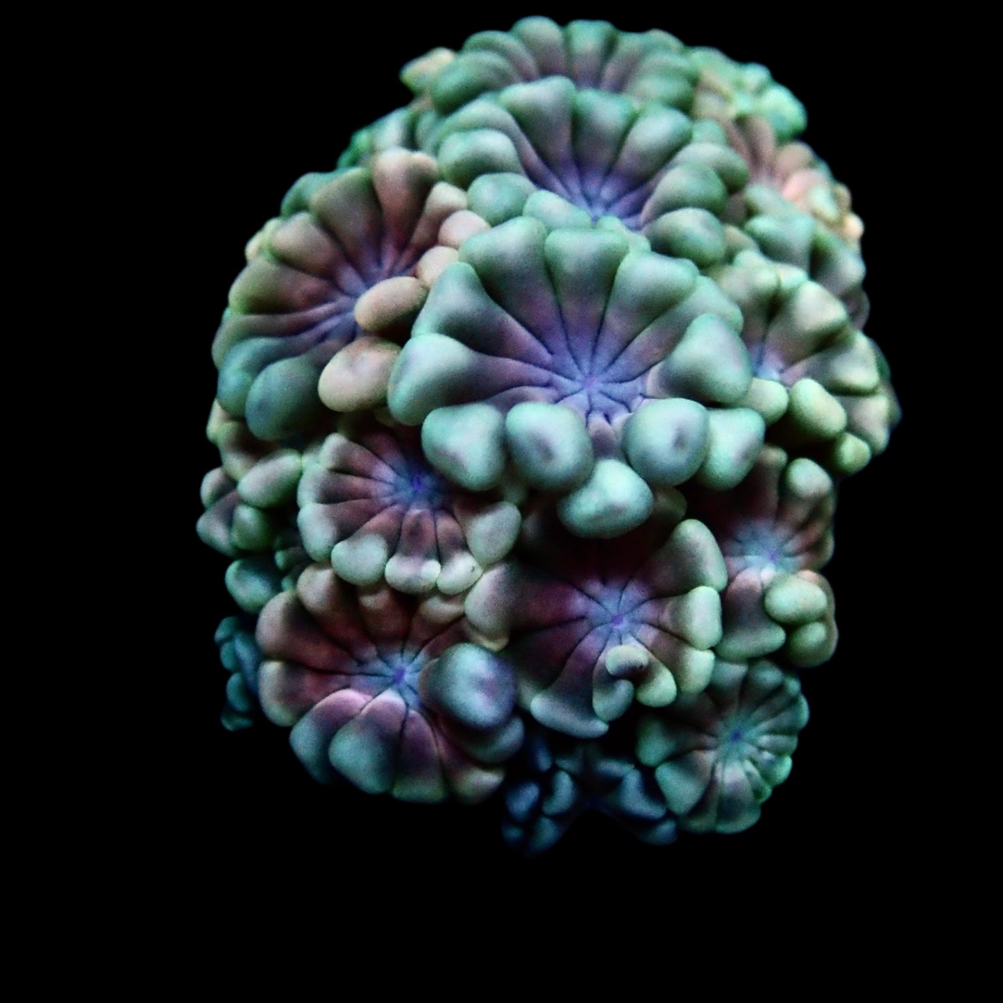 Alveopora Rainbow frag