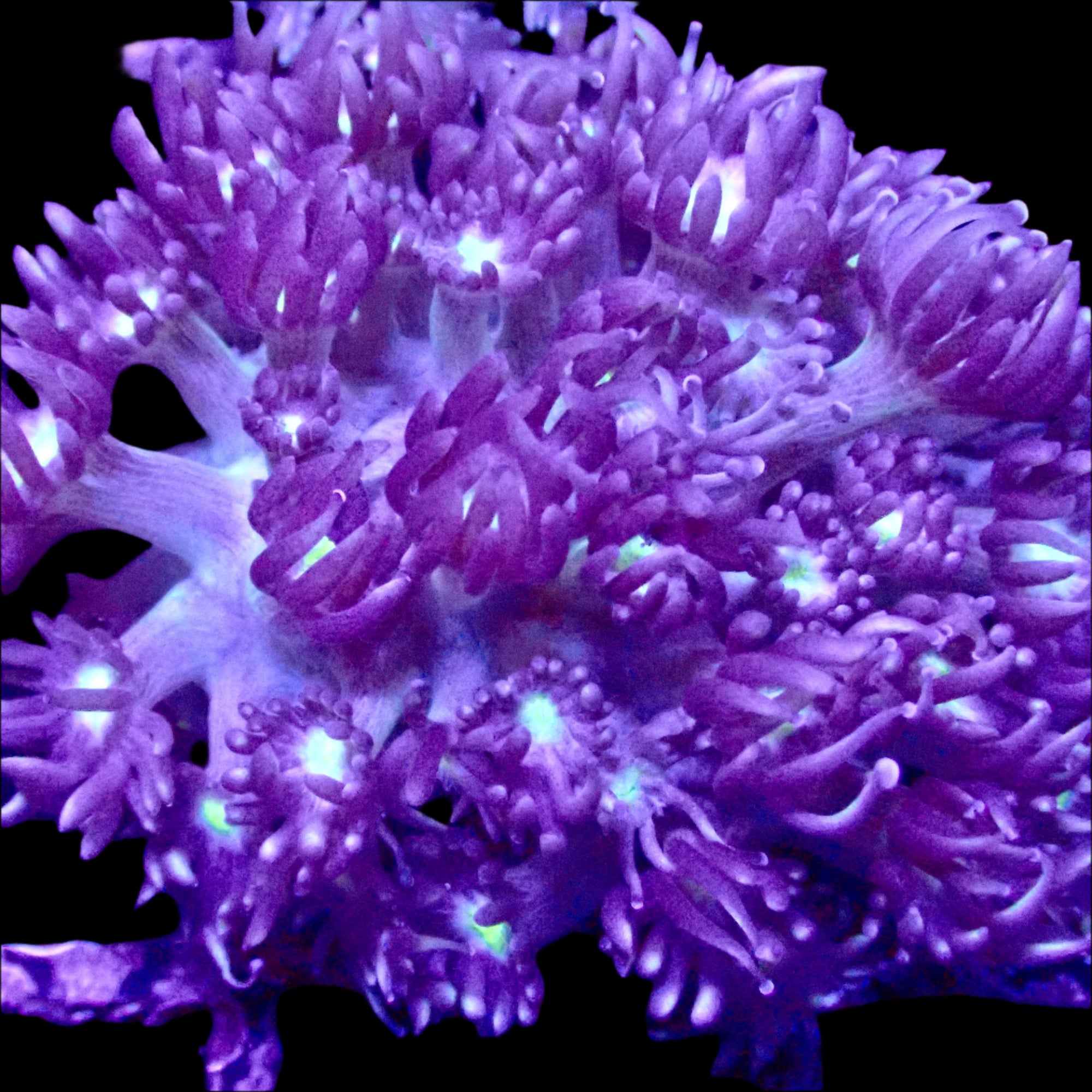Goniopora frag