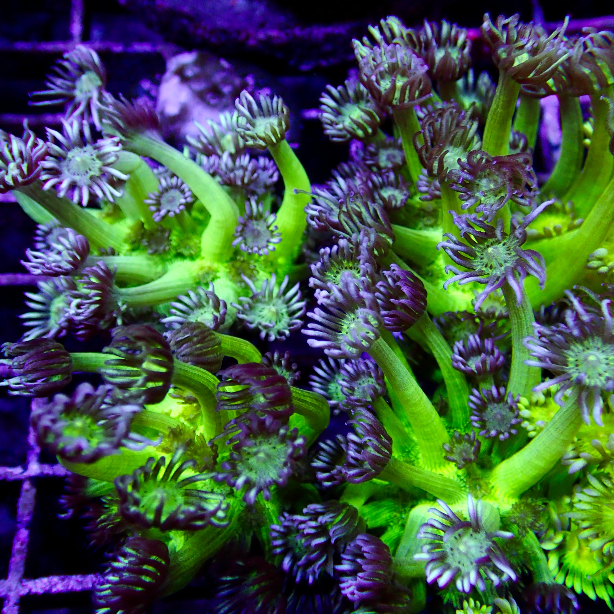 Goniopora Ultra frag