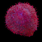 Plate Coral - Fungia