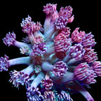 Goniopora Jewel Rainbow tip Frag