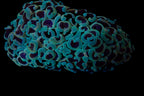 Wall Hammer Colony