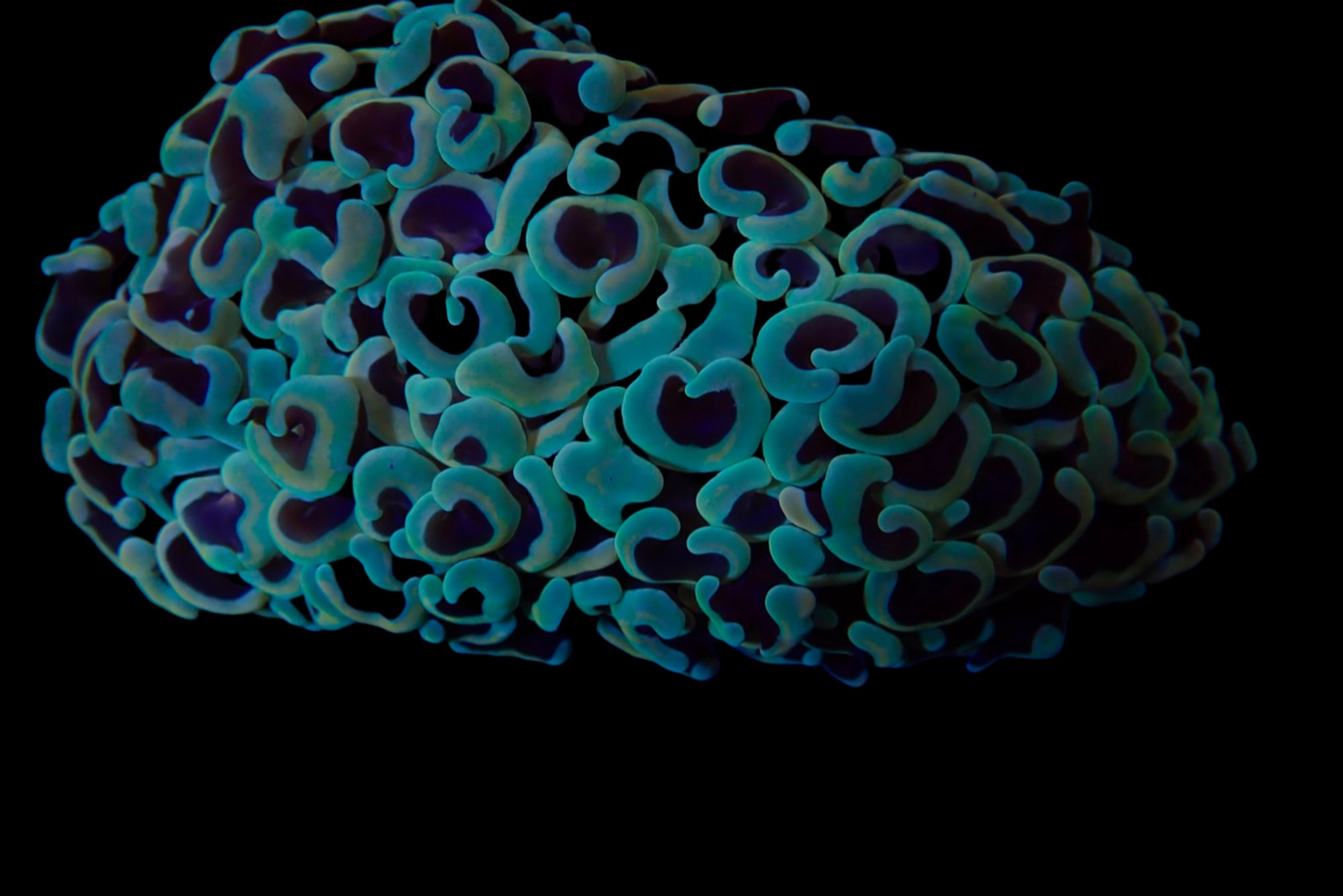 Wall Hammer Colony