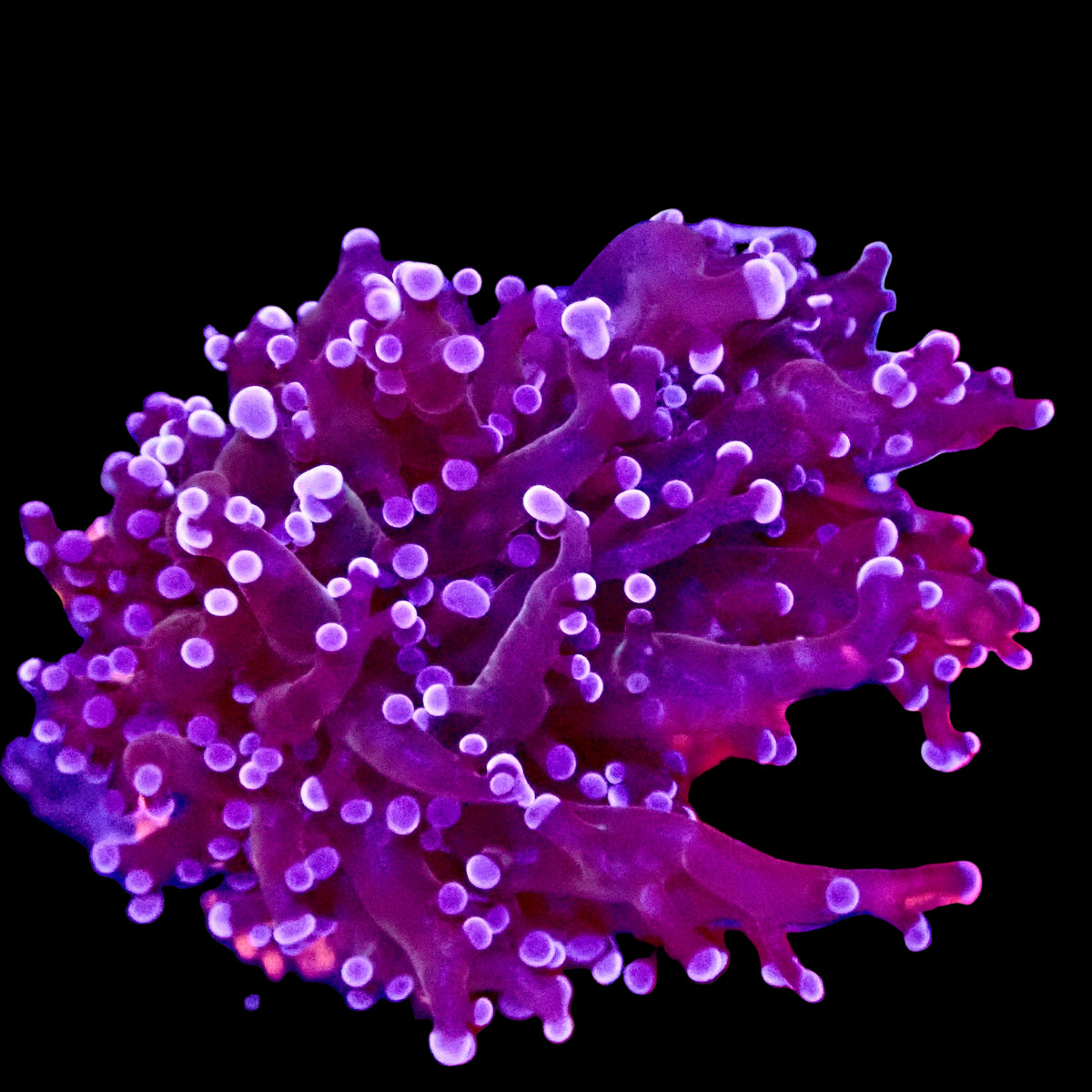 Midnight Octo Spawn