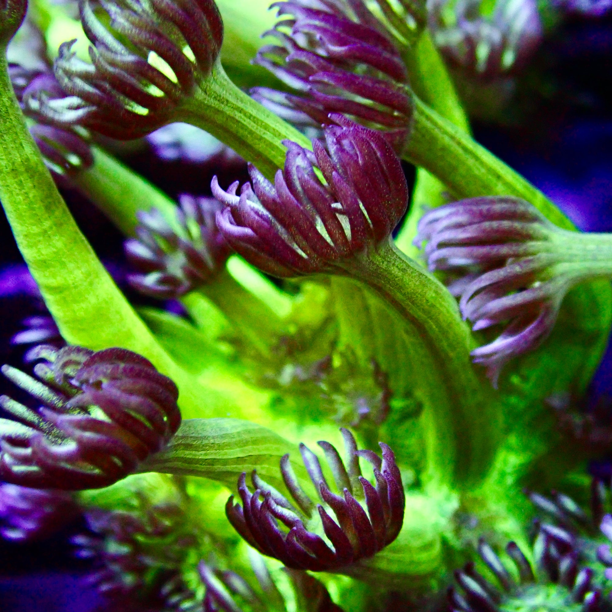 Goniopora Ultra frag