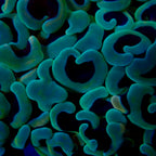 Wall Hammer Colony