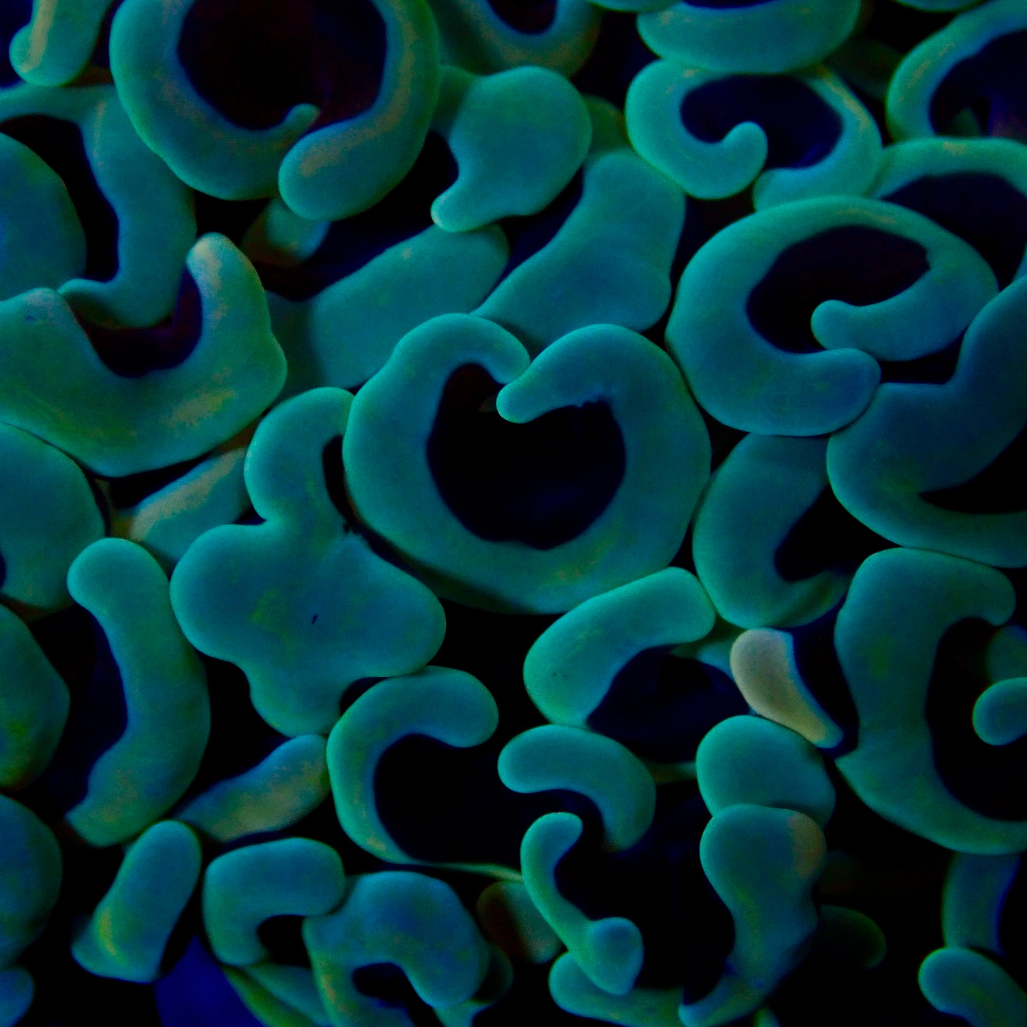 Wall Hammer Colony