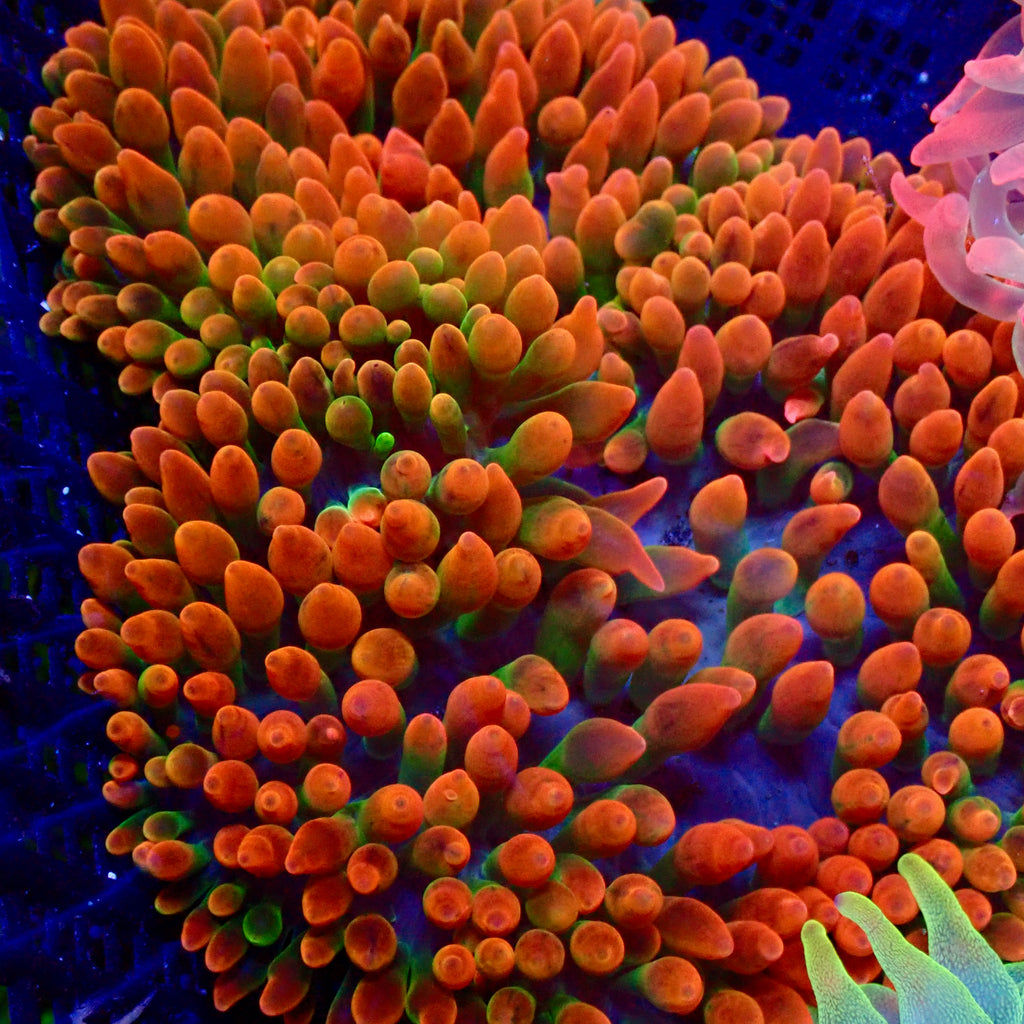 Ultra Halloween Bubble Tip Anemone