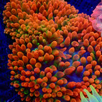 Ultra Halloween Bubble Tip Anemone