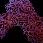 Wall Hammer Colony