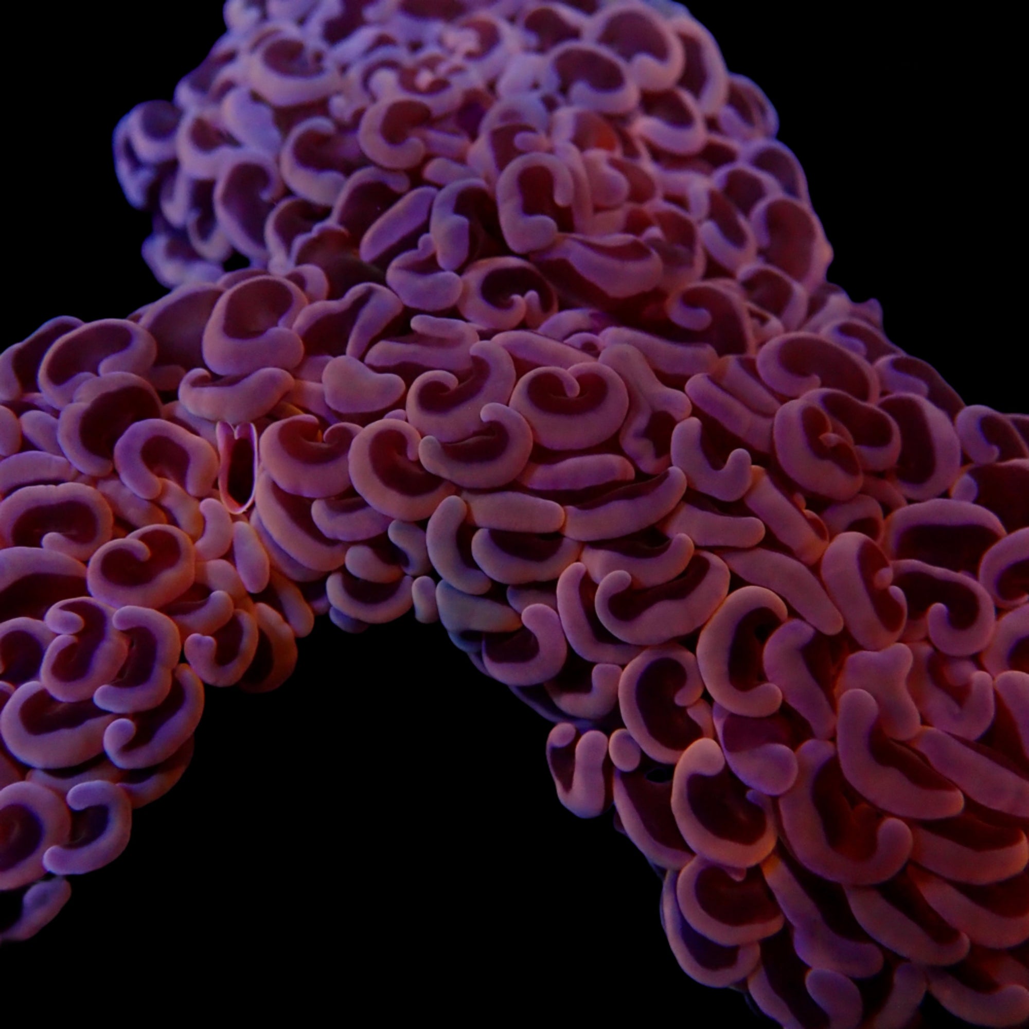 Wall Hammer Colony