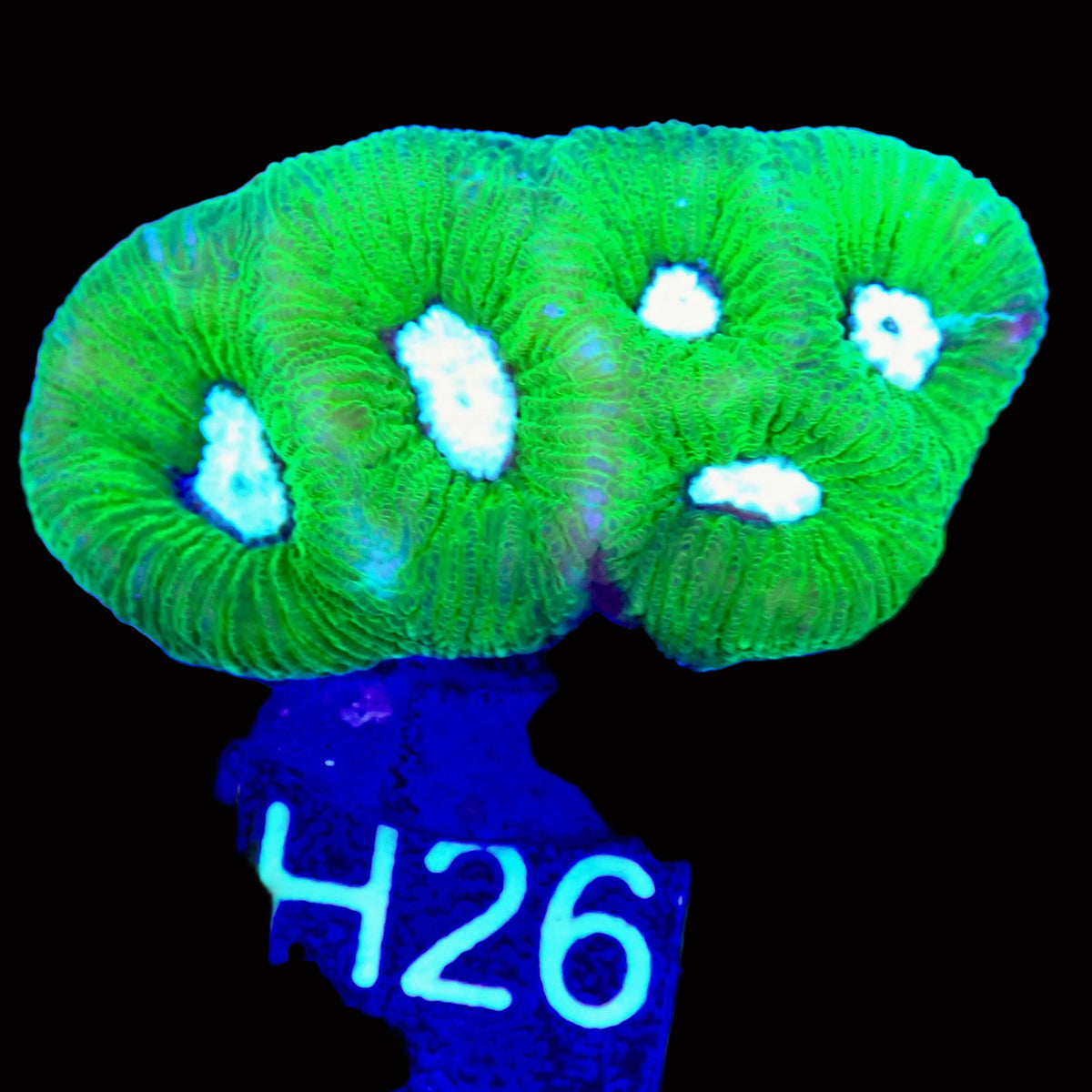 Favia Ultra frag