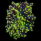 Spawn Branching Neon Tip